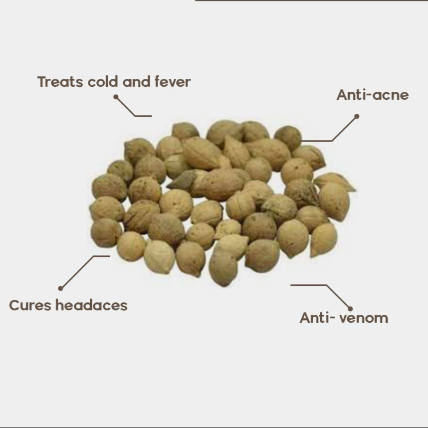 Jiya Pota-Drypetes Seeds- جیا پوتا