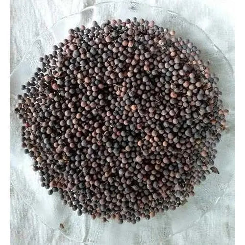 Bao Barrang (باؤ بڑنگ)-False Black Pepper