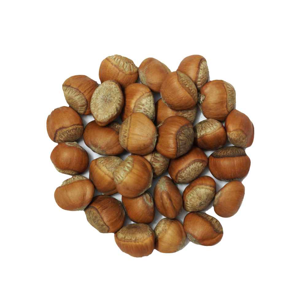 Findak-Hazelnut-Corylus Avellana Linn