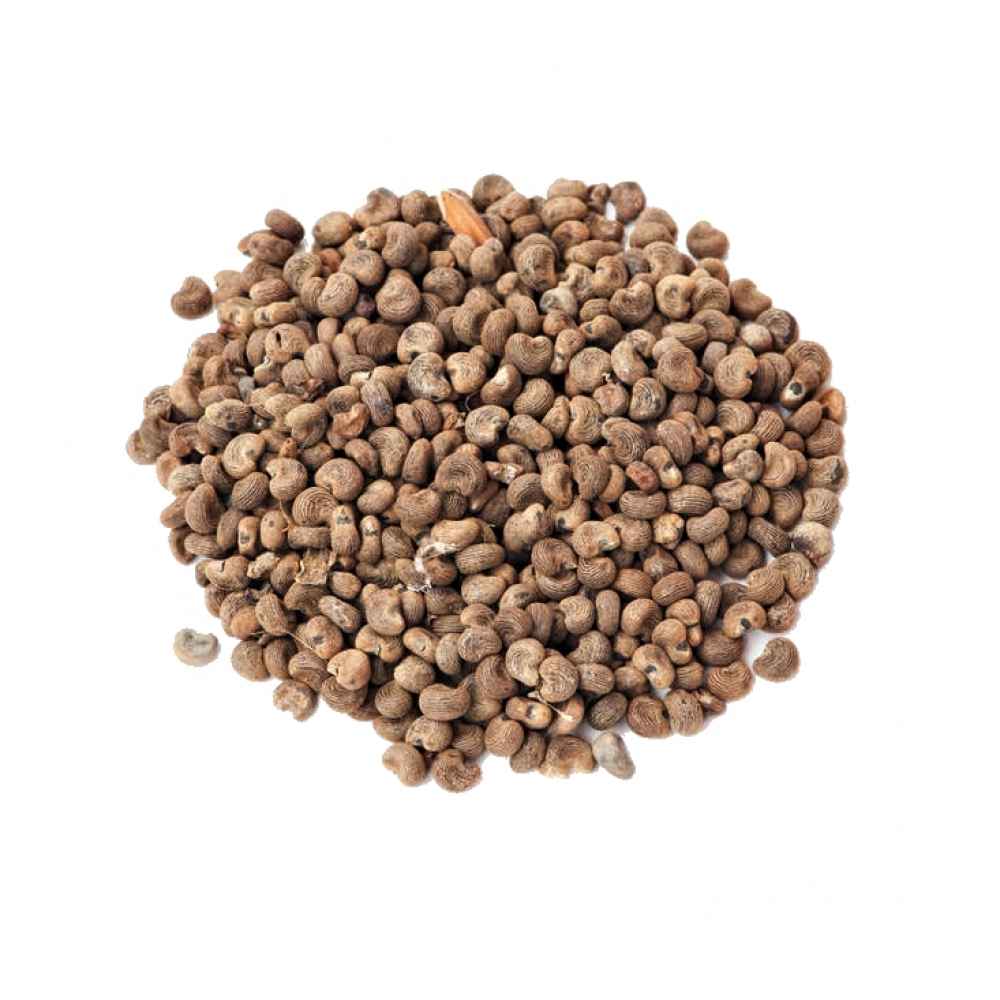 Mushk Dana-Musk Mallow Seeds