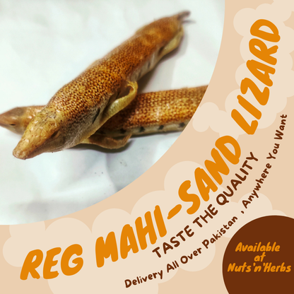 Reg Mahi-Sand Lizard