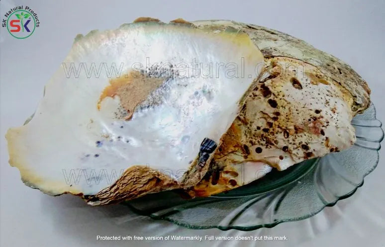 Sadaf Marvarid - Pearl Oyster Shell (صدف مروارید)