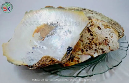 Sadaf Marvarid - Pearl Oyster Shell (صدف مروارید)